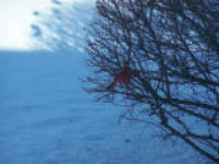 100_4448.jpg