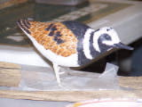 100_2884.jpg